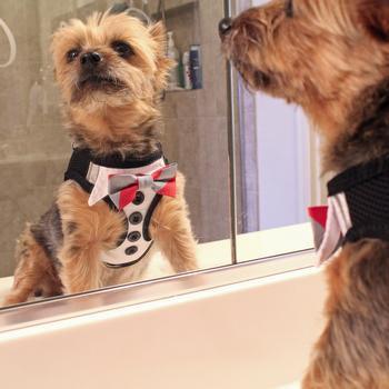 American River Ultra Choke Free Dog Harness -Tuxedo with 4 Interchangeable Bows - Winey Bitches - Wine- Women- K9's