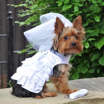 Dog Harness Wedding Dress with Veil and Matching Leash - Winey Bitches - Wine- Women- K9's