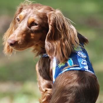Cool Mesh Dog Harness with Leash - Surfboard Blue and Green - Ocean Blue and Palms - Winey Bitches - Wine- Women- K9's